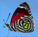 ButterflyBar